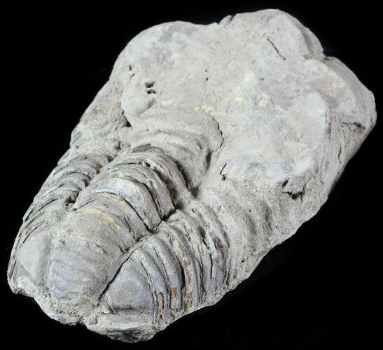 Calymene Trilobite From Morocco #49617